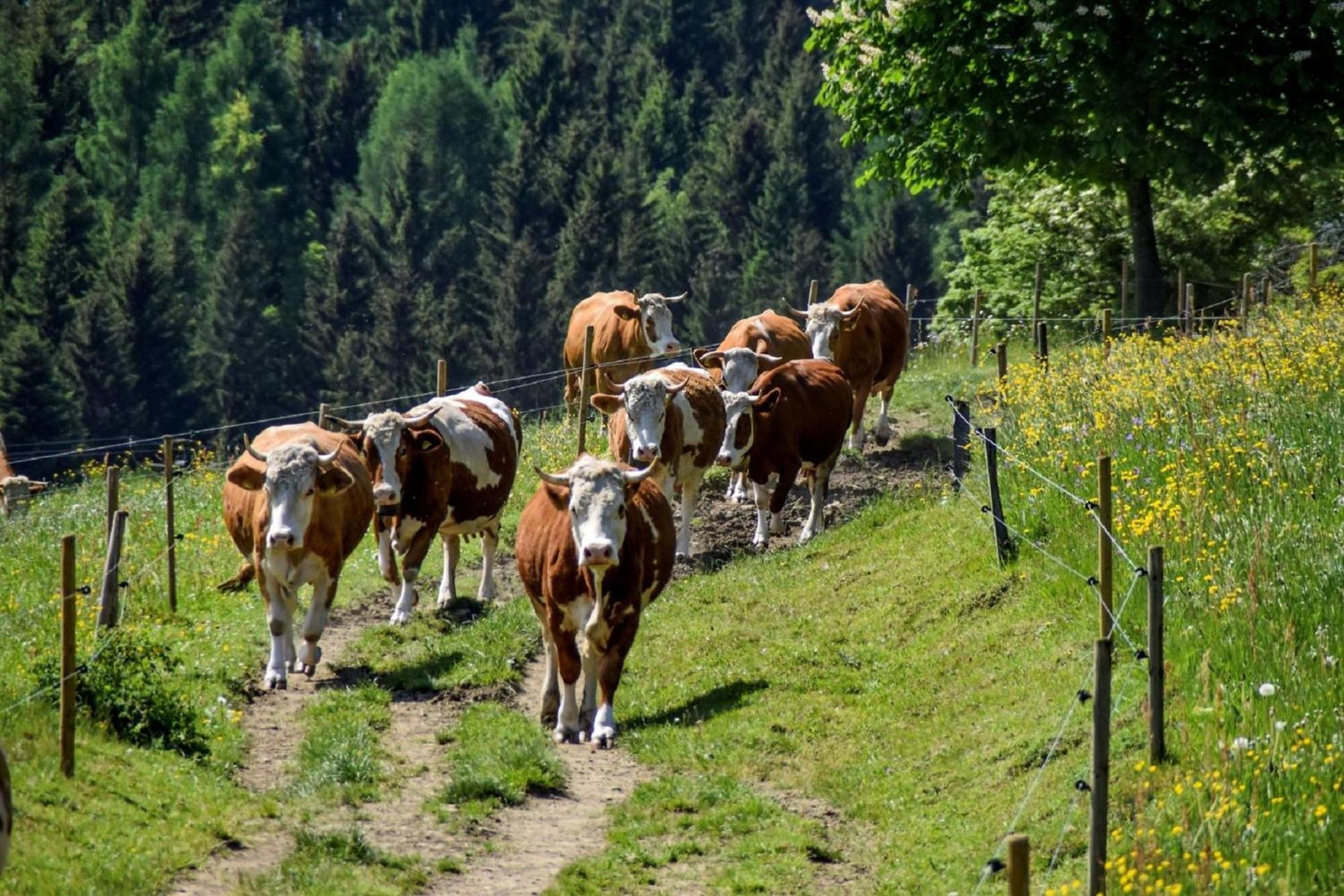 Urlaub Auf Dem Haberlhof Villa Lohberg Luaran gambar
